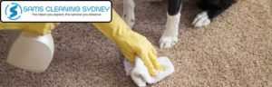 Pet Related Damage Carpet Repairing